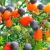 If God’s Truth Could be compared to a Tree 1FRuittree
